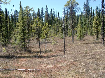A Sphagnum peat bog